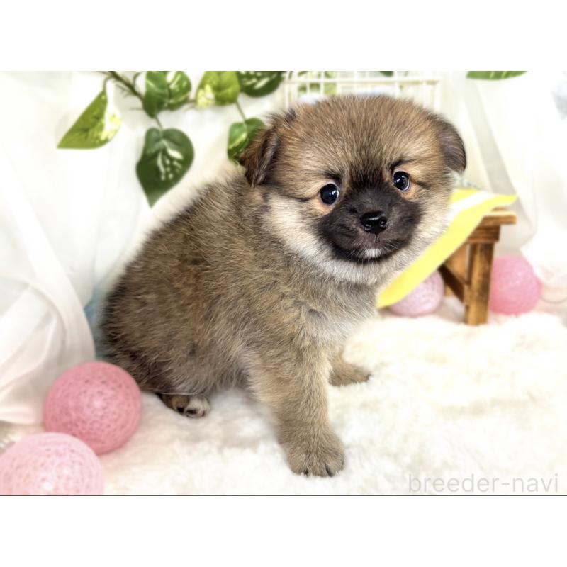 成約済の滋賀県のポメチワ:ポメラニアン×チワワ-409000の3枚目